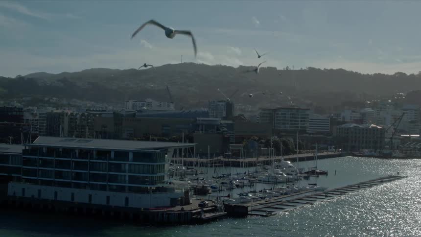 Birds fly over a boat dock