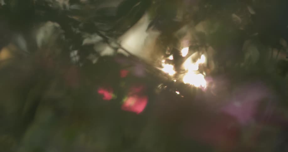 Sunlight filters through tree branches