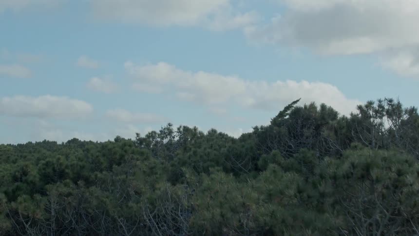 Clouds drift over a forest during the day