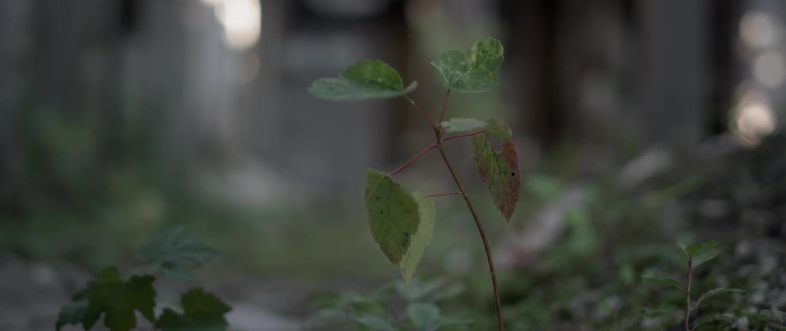 A small sapling grows from the damn ground