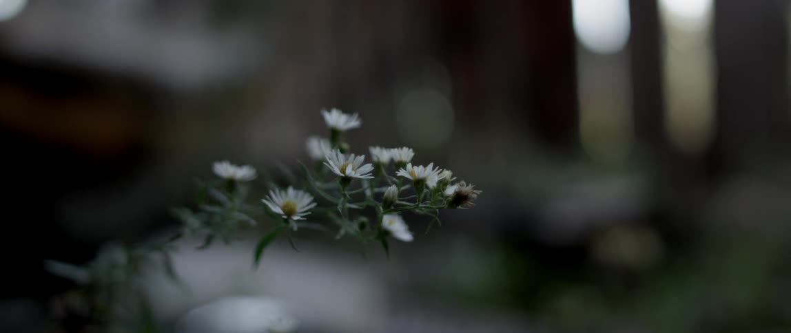 A branch with flower buds extends in the air