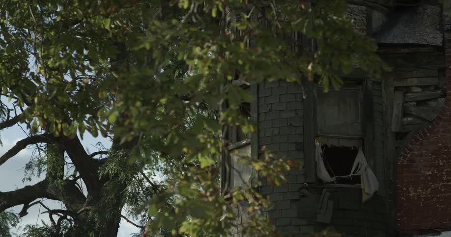 A tattered building is covered by a large tree