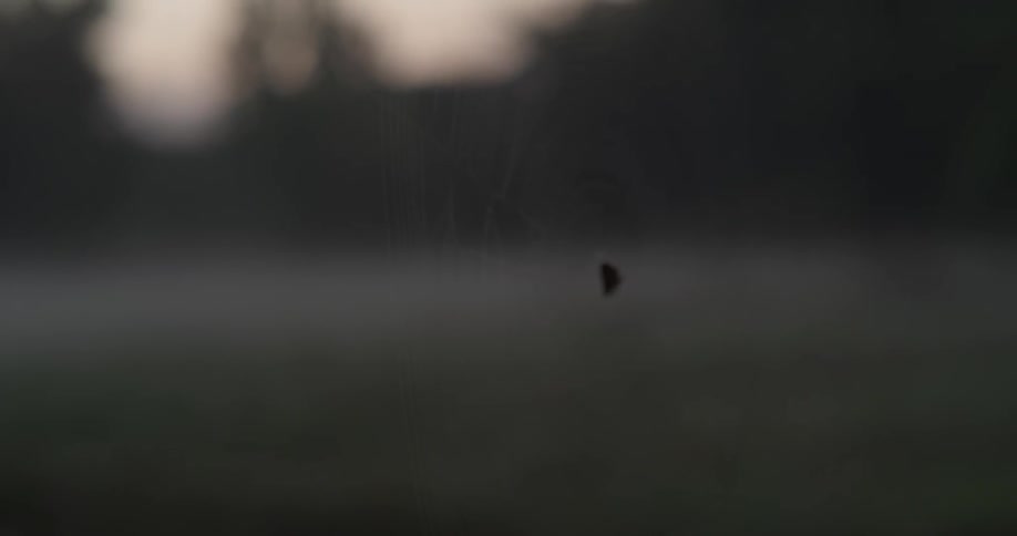 A spider rests in the center of its web on a foggy morning