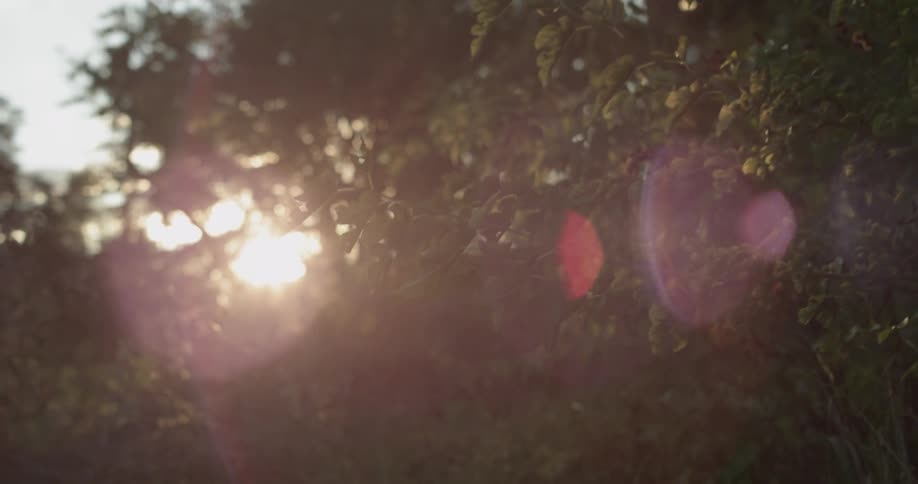The sun shine filters through tree branches