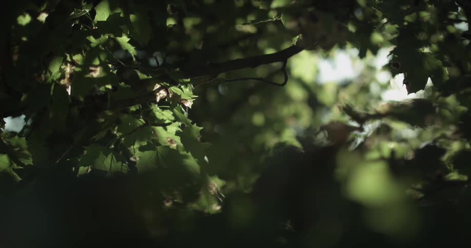Sunlight streams through tree branches