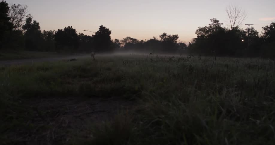 Field surrounded by bushes and trees at sunset