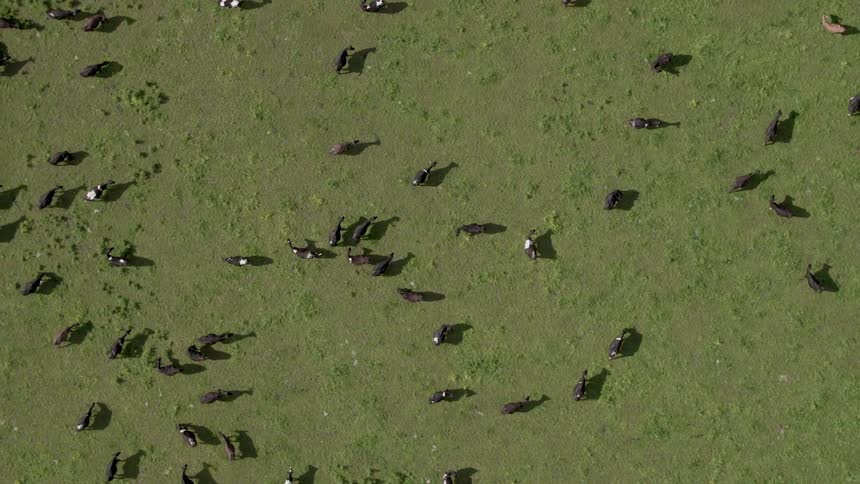 Cattle graze in a field