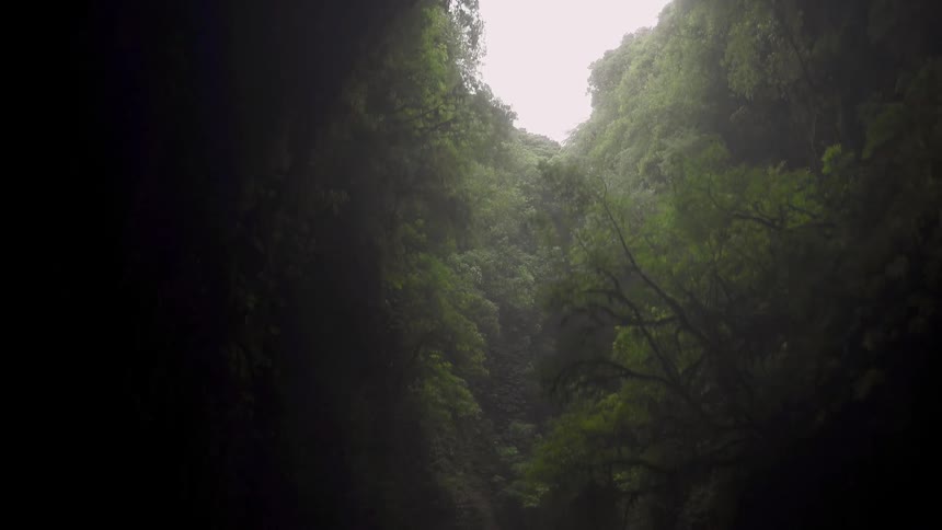 A tree lined crevice