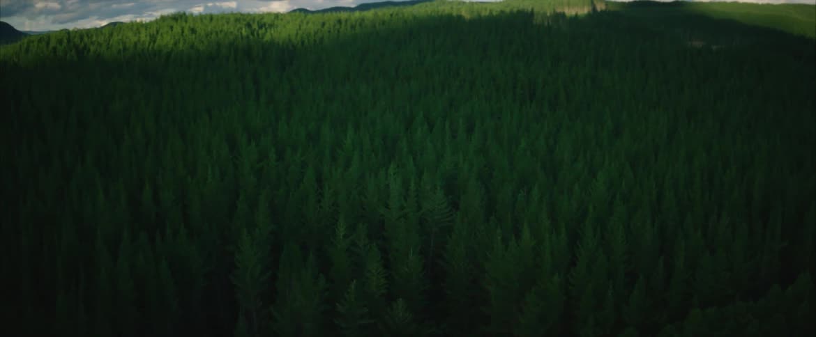 Pine trees cover a mountain landscape