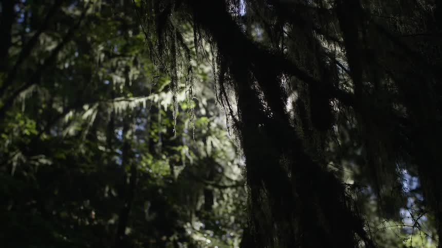 Sunlight streams through tree branches