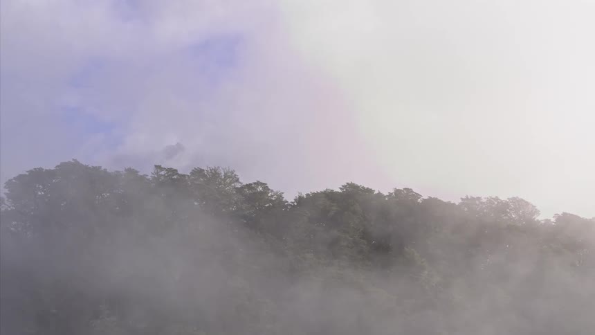 Fog drifts above tree tops in the mountains during the day