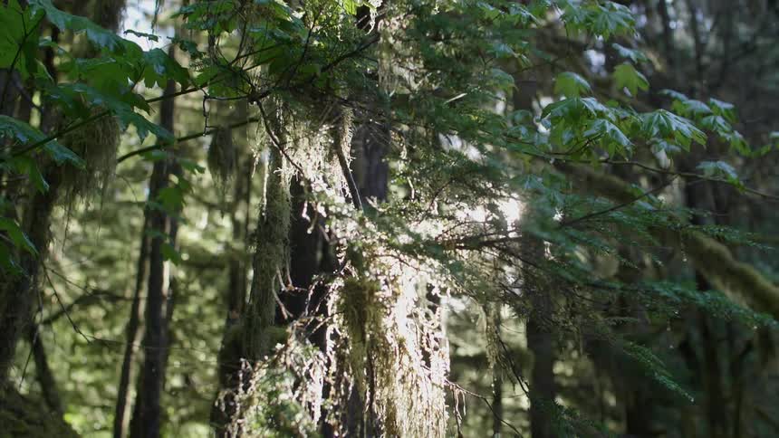 A moss covered tree is filmed up close in the forest