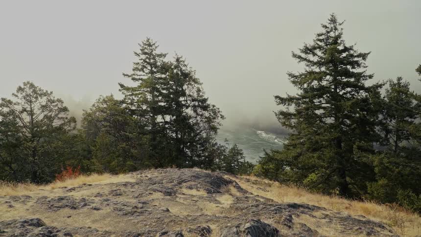 Trees cover a rocky mountainside