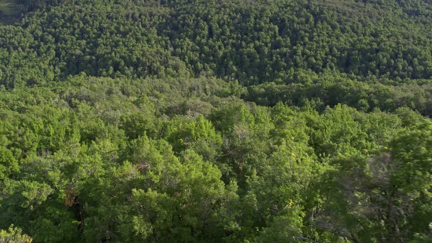 Mountains are lined with tall trees