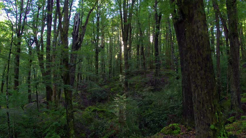 A calm forest is walked through