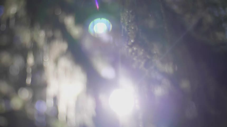 The light is shining in through the branches