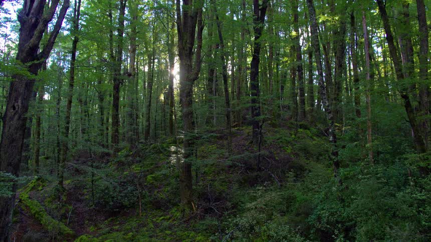 Tall trees tower in the forest