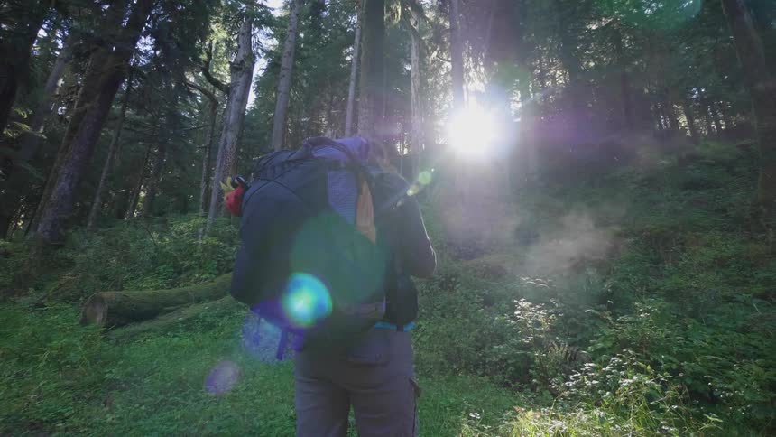 Hiker stands in a forest with tall trees