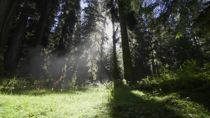 Sunlight streams through forest trees