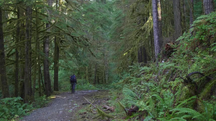 Hiker walks alone in a forest