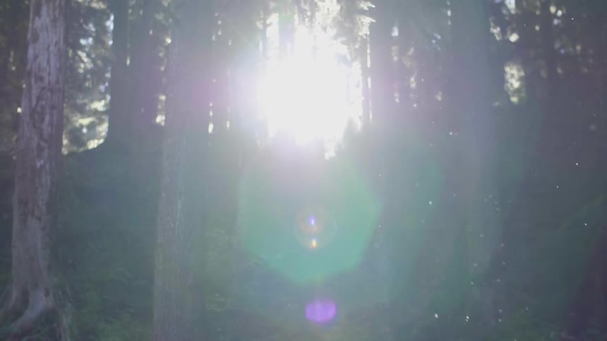 Particles falls in a bright forest