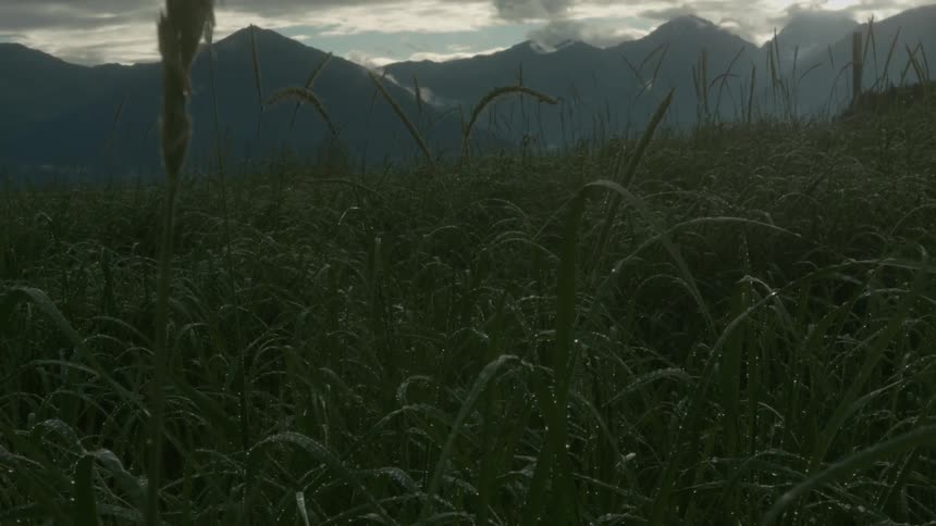 Dewdrops cover grass in mountain field
