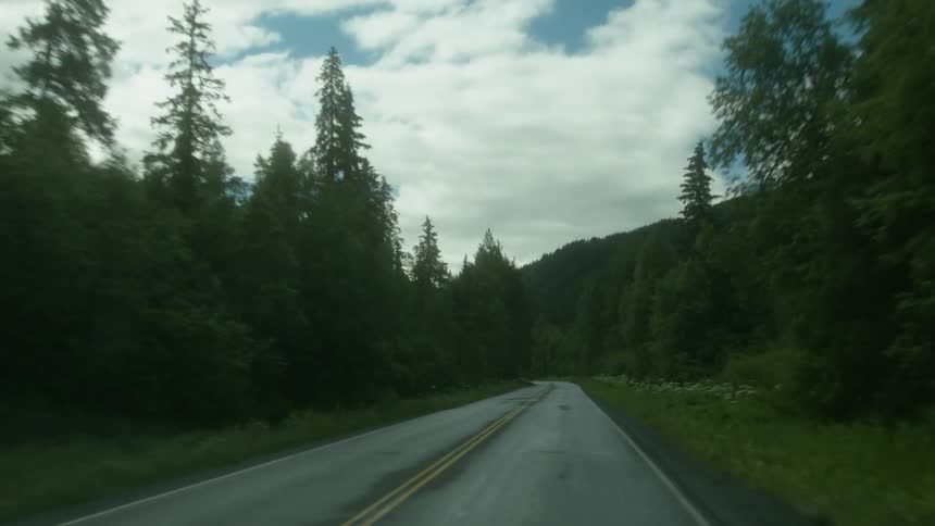The trees are tall lining this road