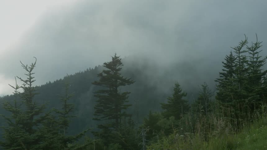 Clouds float over trees in mountains
