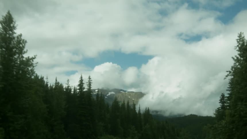 The tall trees lead to the mountain covered with clouds