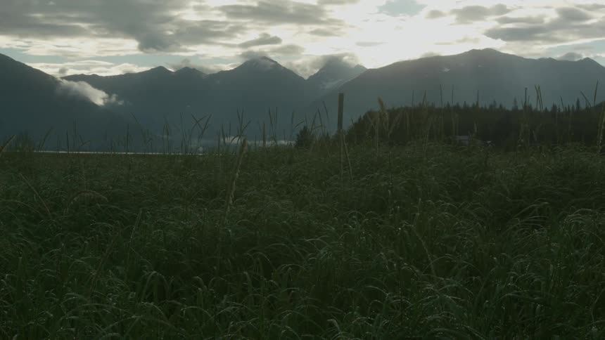 The wind is blowing on the field at dawn
