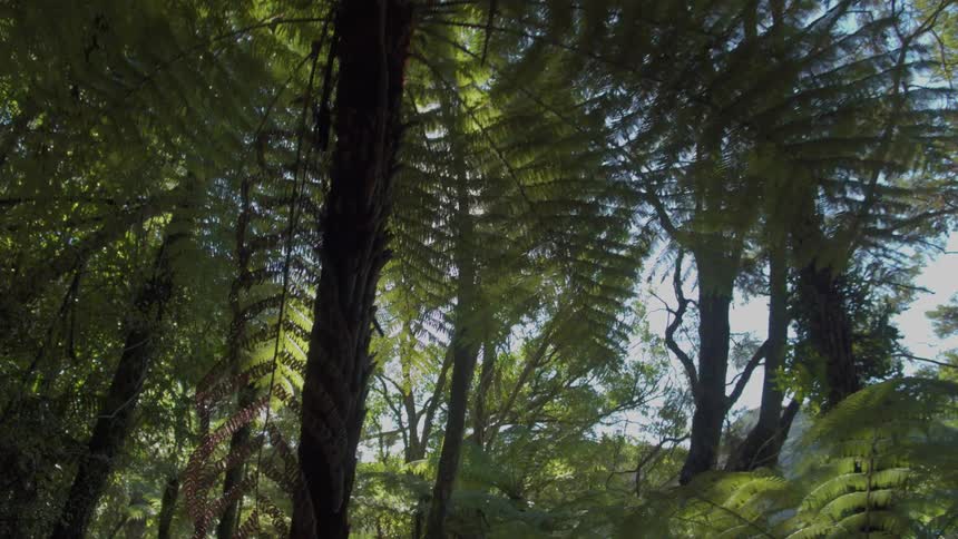 A bright sunny forest