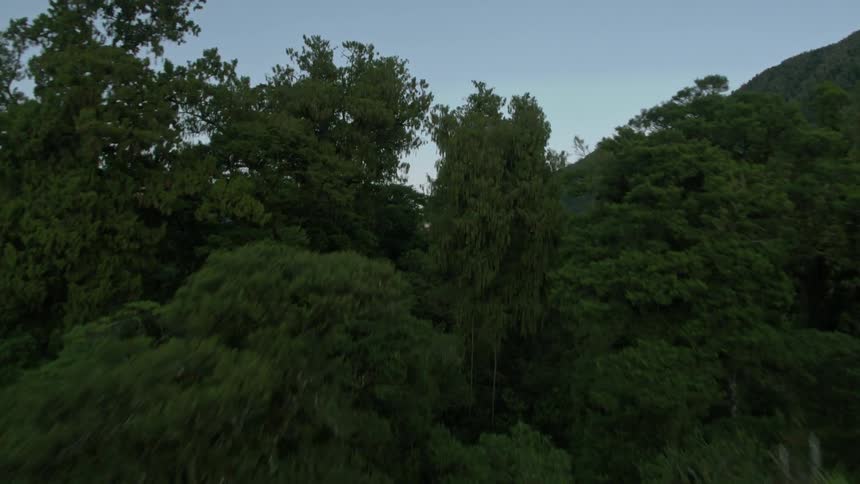 Forest of trees and a cloudy sky