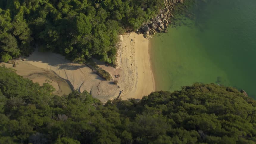 A dense green forest is growing next to the beach