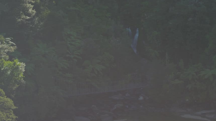 A hazy forest is filmed from a distance