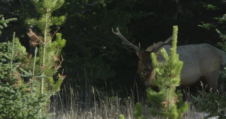A deer is eating quietly