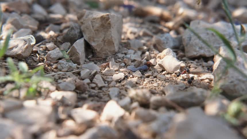 Ants crawl over gravel
