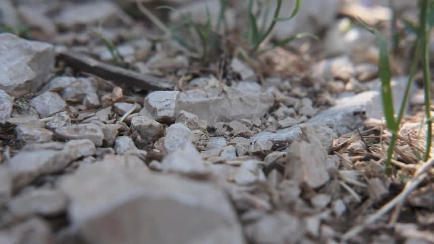 Ants crawling across rocks