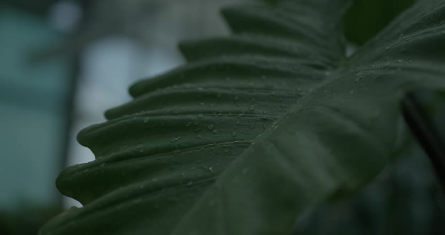 Water droplets cover a large leaf