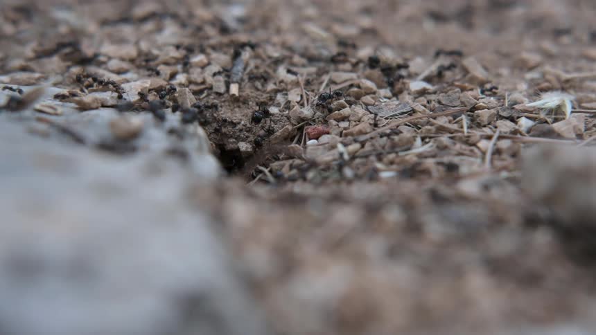 Ants crawl over the ground