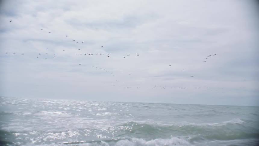 Flock of birds flies over ocean