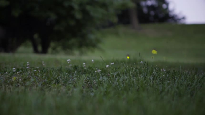 Fireflies glow above grassy field