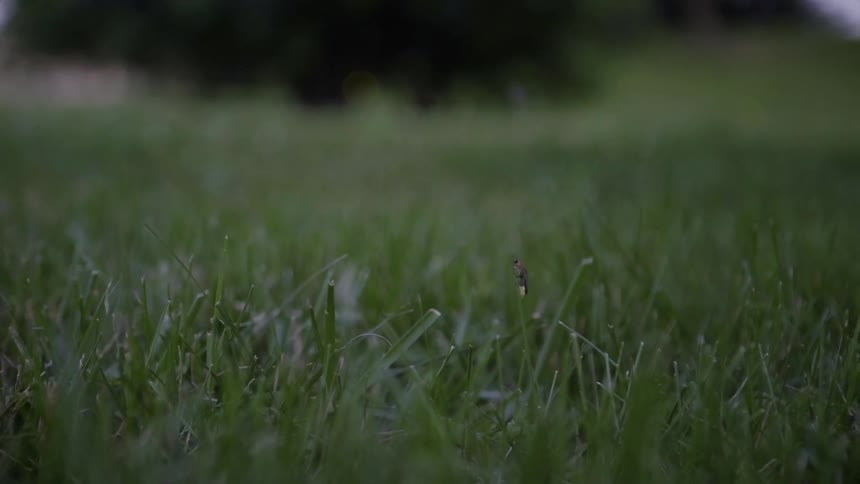 Fireflies glow while flying over grass