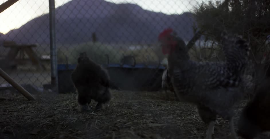Chickens strut in their pen