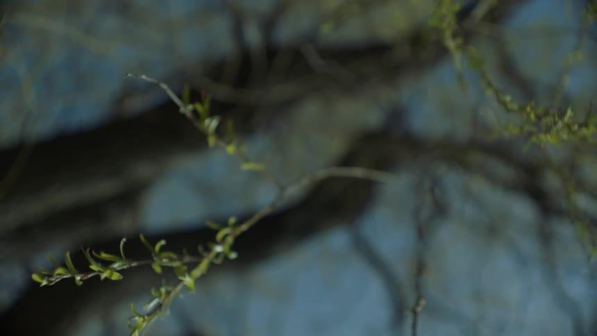 Wind blows through tree branches