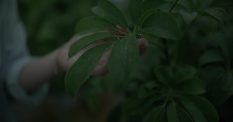 A woman is examine a plants leaves