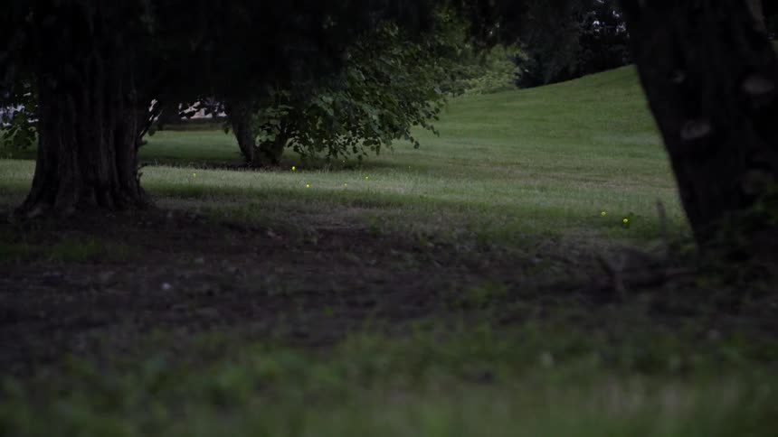 Fireflies around  trees