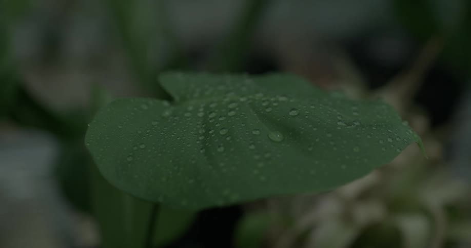 Water drops on a leaf