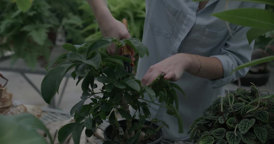 A woman is pruning a plant in a greenhouse