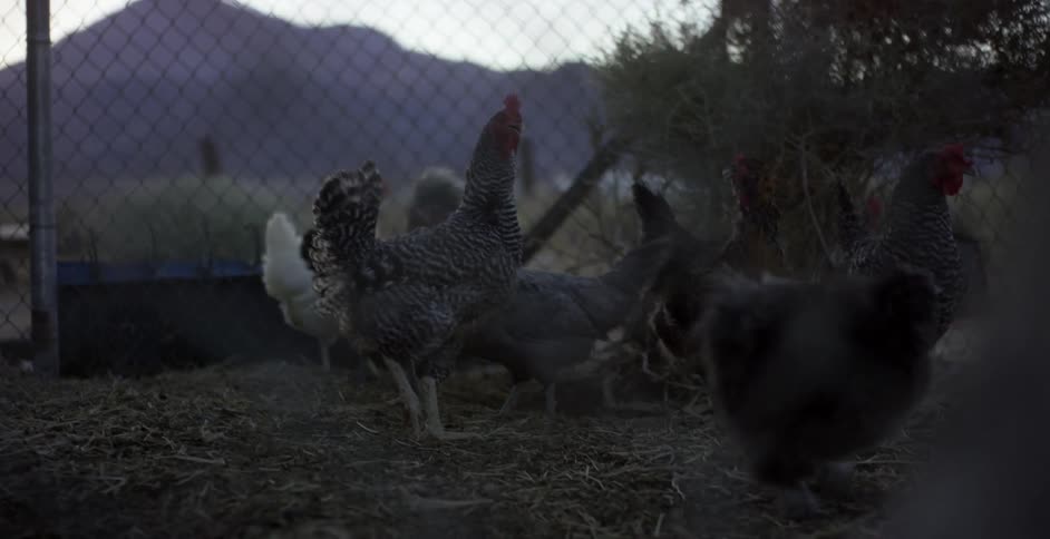 Chickens mill about and scratch in an enclosure at dawn