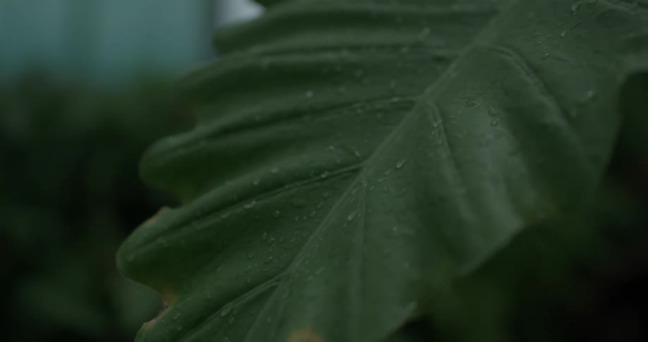 Water droplets cover a large leaf